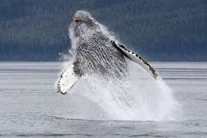 Images Dated 19th August 2008: Humpback whale - Breaching - The whale is leaping into the air rotating