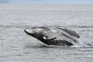 Humpback Whale - Breaching - The whale is leaping into the air rotating and landing on its back or side to create a chin-slap - inside Passage - Alaska
