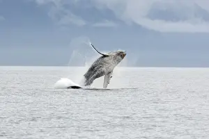 Humpback whale - Breaching - The whale is leaping into the air rotating and landing on its back or side to create a chin-slap - inside Passage - Alaska