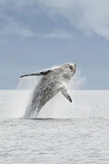 Marine Prints: Humpback whale - Breaching - The whale is leaping into the air rotating