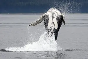 Humpback whale - Breaching - The whale is leaping into the air rotating and landing on its back or side to create a chin-slap - inside Passage - Alaska