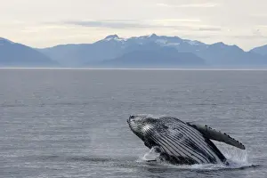 Humpback Whale - Breaching - The whale is leaping into the air rotating and landing on its back or side to create a chin-slap - inside Passage - Alaska