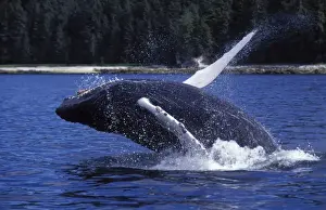 Humpback whale - Calf, breaching. Inside Passage, Southeast Alaska DB 301