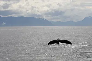 Seascapes Prints: Humpback Whale - caudal fin
