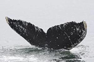 Images Dated 18th August 2008: Humpback whale - Caudal fin with barnacles