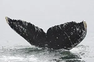 Diving Prints: Humpback whale - Caudal fin with barnacles