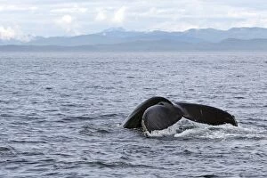 Images Dated 19th August 2008: Humpback Whale - Caudal fin - inside Passage - Alaska