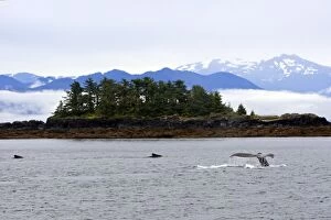 Images Dated 23rd August 2008: Humpback Whale - Caudal fin - inside Passage - Alaska
