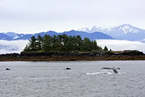 Humpback Whale - Caudal fin - inside Passage - Alaska