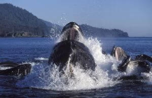 Humpback Whale - Co-operative / bubble net feeding