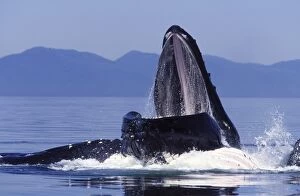 Humpback Whale - Co-operative feeding / Bubble-net feeding