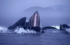 Baleen Prints: Humpback whale - Cooperative feeding