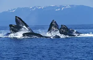 Humpback Whale - cooperative feeding bubble net feeding Alaska