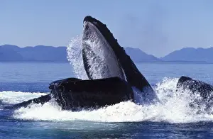 Whales And Dolphin Prints: Humpback whale - Cooperative feeding (Bubble net feeding) Southeast Alaska