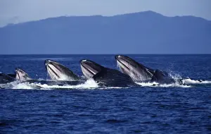 Humpback whale - Cooperative feeding (Bubble net feeding) Southeast Alaska