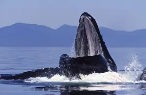 Humpback whale - Cooperative feeding (Bubble net feeding) Southeast Alaska