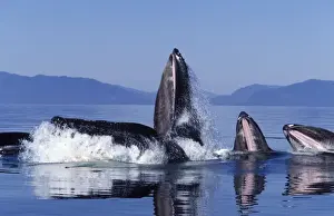 Humpback whale - Cooperative feeding (Bubble net feeding) Southeast Alaska