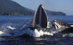 Humpback whale - Cooperative feeding (Bubble net feeding) Southeast Alaska DA 581
