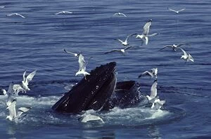 Humpback WHALE - Disturbs flock of gulls as surfaces to feed