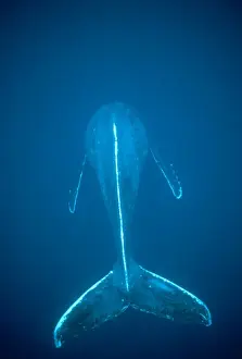 Humpback Whale - dorsal view