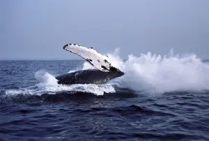 Flippers Prints: Humpback whale - falling back into the sea at the end of a breach