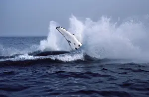Flipper Prints: Humpback whale - Falling back in the water at the end of a breach