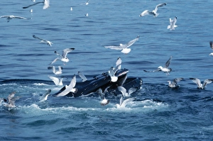 Humpback Whale - Feeding Humpback Whale - Feeding