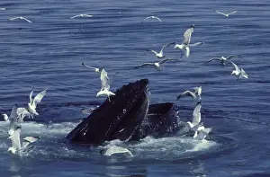 Filter Feeding Prints: Humpback whale, feeding Megaptera novaeangliae Stellwagen Bank Marine Sanctuary