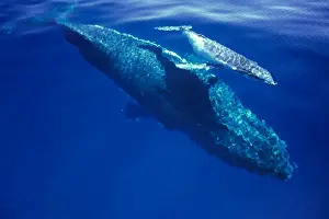 Humpback Whale - female and her week-old calf Tonga JLR05877