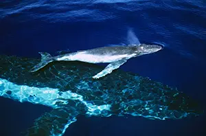 Humpback Whale - female and her week-old calf Tonga JLR05903