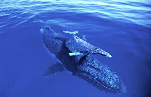 Calves Collection: Humpback Whale - female & week old calf Vava'u group, Tonga, South Pacific Ocean JLR06266