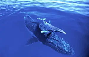 Whale Prints: Humpback Whale - female & week old calf Vava'u group