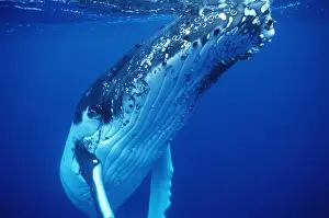 Stand Out Prints: Humpback Whale FG 12432 Swimming underwater - Tonga