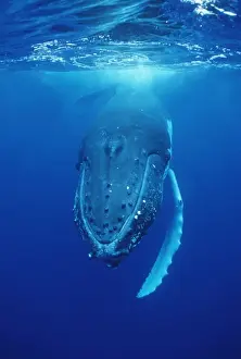 Humpback Whale FG 12433 Swimming underwater - Tonga, South Pacific Megaptera novaeangliae © Francois Gohier / ardea. com