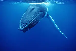 Flipper Prints: Humpback Whale FG 12434 Swimming underwater - Tonga