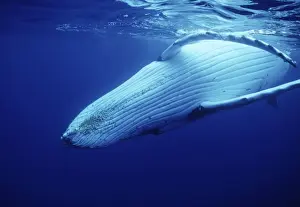 Flipper Prints: Humpback Whale FG 12435 Swimming underwater showing throat and ventral grooves Vava'u