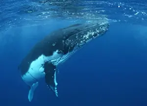 Whales And Dolphin Prints: Humpback Whale FG 12436 Swimming underwater - Tonga