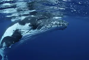 Humpback Whale FG 12437 Swimming underwater Vava'u, Kingdom of Tonga, South Pacific Megaptera novaeangliae © Francois Gohier / ardea. com