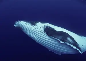 Whale Prints: Humpback Whale FG 12438 Swimming underwater - side view showing throat and ventral grooves Vava'u