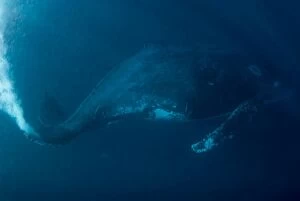 Images Dated 25th June 2010: Humpback Whale finning hard