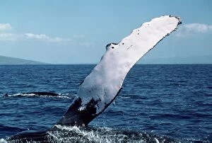 Humpback Whale - flipper