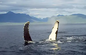 Flippers Prints: Humpback Whale - flipper slapping Alaska