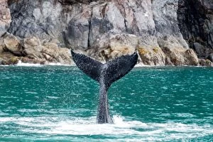 Images Dated 27th June 2016: Humpback Whale fluke