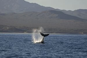 Fins Gallery: Humpback Whale - fluking
