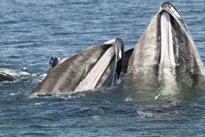 Bubble Gallery: Humpback whale HUMPBACK WHALE, Megaptera novaeangliae