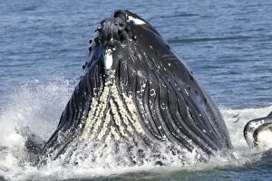 Images Dated 28th June 2007: Humpback whale HUMPBACK WHALE, Megaptera novaeangliae