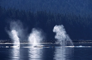 Humpback whale - Blows