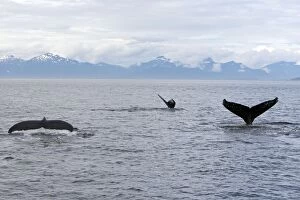 Images Dated 19th August 2008: Humpback Whale - inside Passage - Alaska