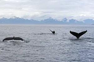 Seascapes Prints: Humpback Whale - inside Passage - Alaska
