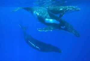 Humpback whale - adult